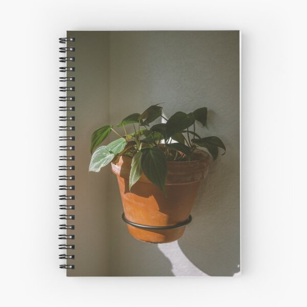 Item preview, Philodendron Micans in morning sunlight designed and sold by Chee Sim.