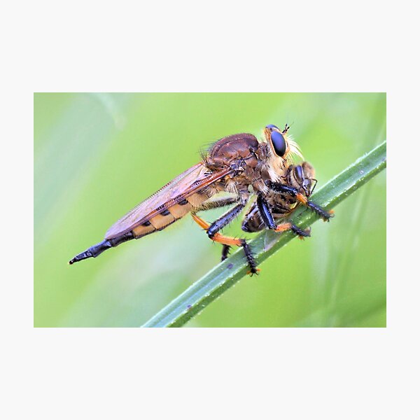 Robber Fly Lunching On A Bee Photographic Print