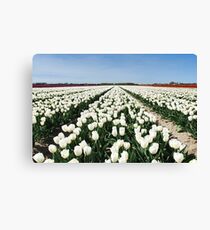Tulips, as far as you can see..... Canvas Print