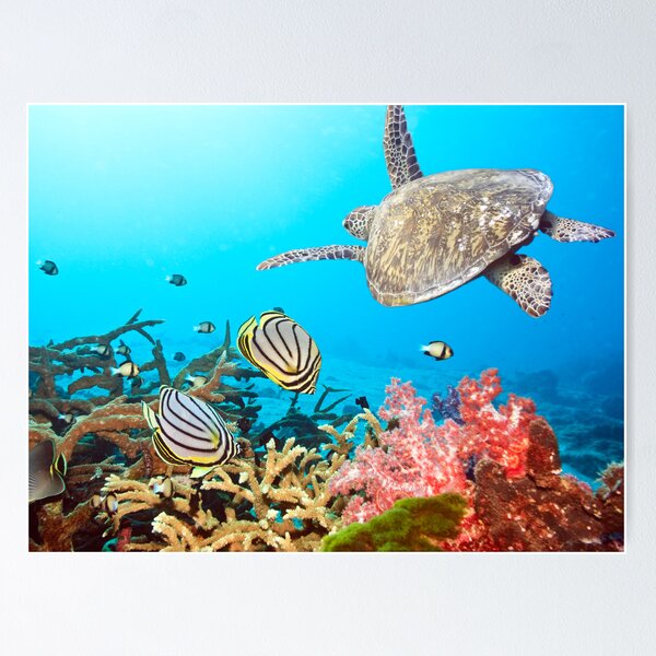 Item preview, Butterflyfishes and turtle designed and sold by MotHaiBaPhoto Dmitry & Olga.