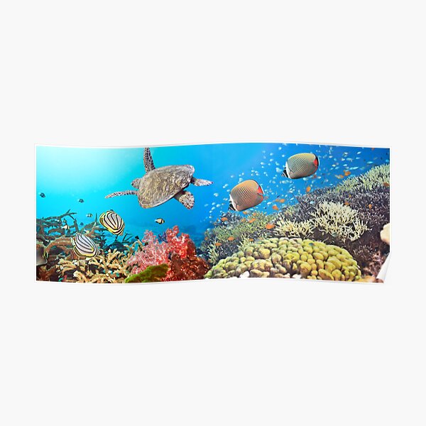 Underwater panorama Poster
