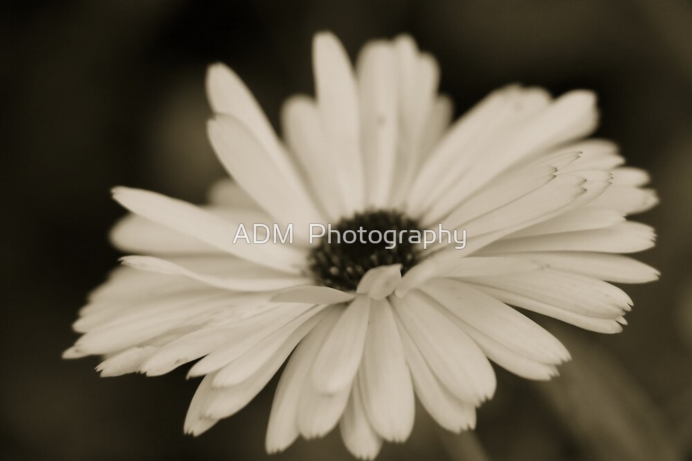 "B\W Daisy" By ADM Photography | Redbubble