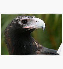 Eagle Eye Poster