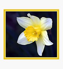 DAFFODIL Photographic Print