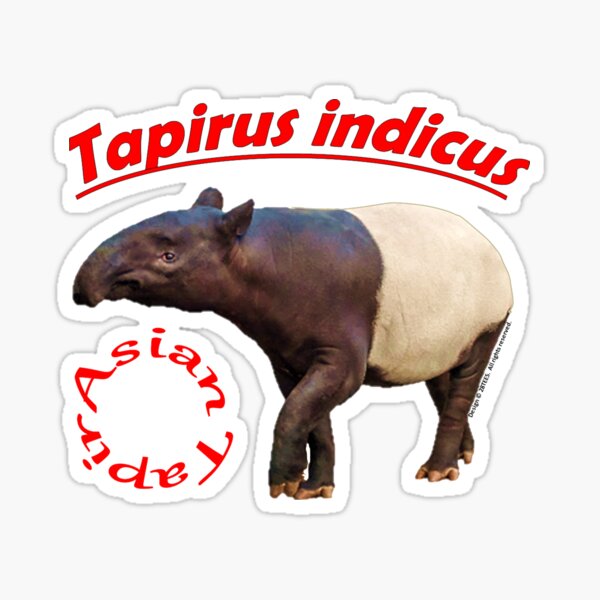 Vista previa del artículo con la obra «Tapir asiático - Tapirus indicus», diseñado y vendido por 28TEES.