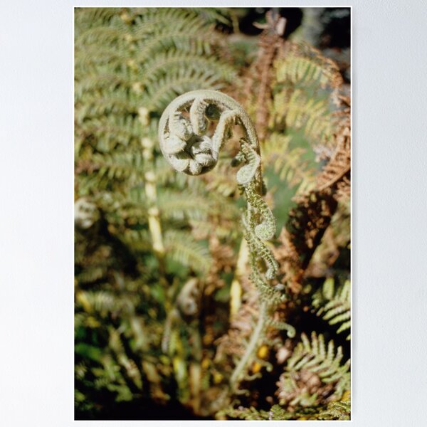 Item preview, New Fern designed and sold by Travelling Photo.