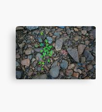River Ivy Canvas Print