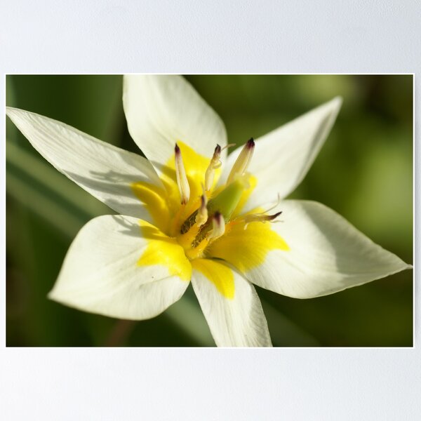 Item preview, The Turkish Tulip designed and sold by walstraasart.