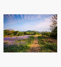 Malvern Hills : Midsummer Bluebells 2 Photographic Print