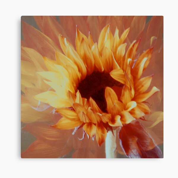 Dreaming Canvas Print