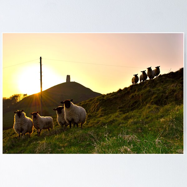 Item preview, Sheep near Glastonbury Tor designed and sold by westgoeseast.