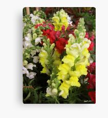 Snapdragons Canvas Print
