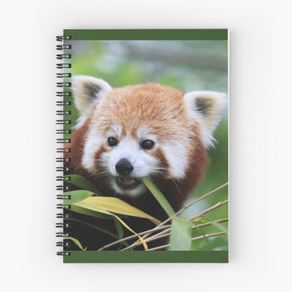 Item preview, Young Red Panda designed and sold by Sheila Smith.