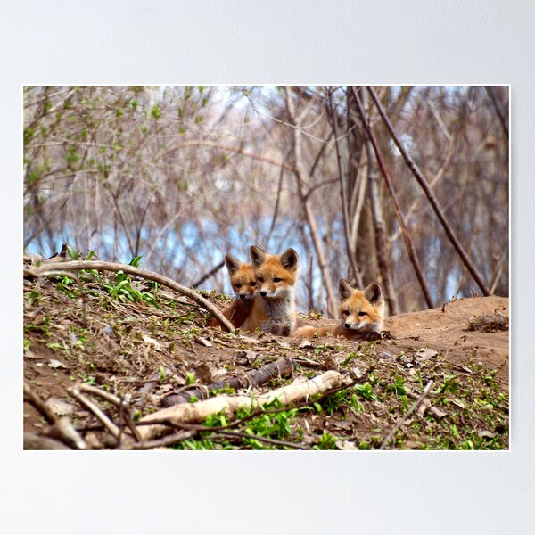 Item preview, Three Cute Kit Foxes 2  designed and sold by Thomasyoung.