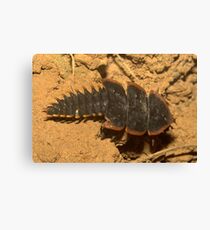 Trilobite beetle, Duliticola sp., Thailand Canvas Print