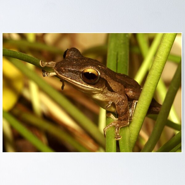 Item preview, Four-lined Tree Frog, Polypedates leucomystax, Thailand designed and sold by Michal Cerny.