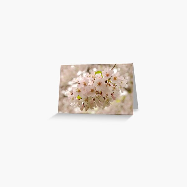 Spring Has Sprung Greeting Card