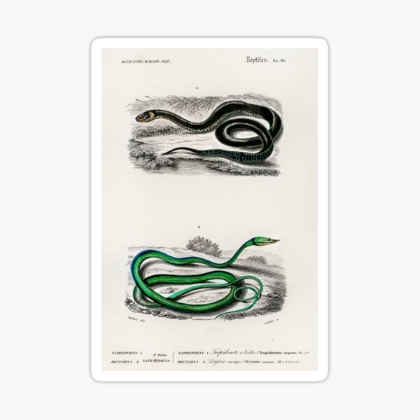 Item preview, Snakes vintage illustration  designed and sold by Vintage Designs +.