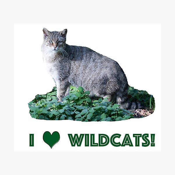 Item preview, wildcat designed and sold by Katja LebenFreude.