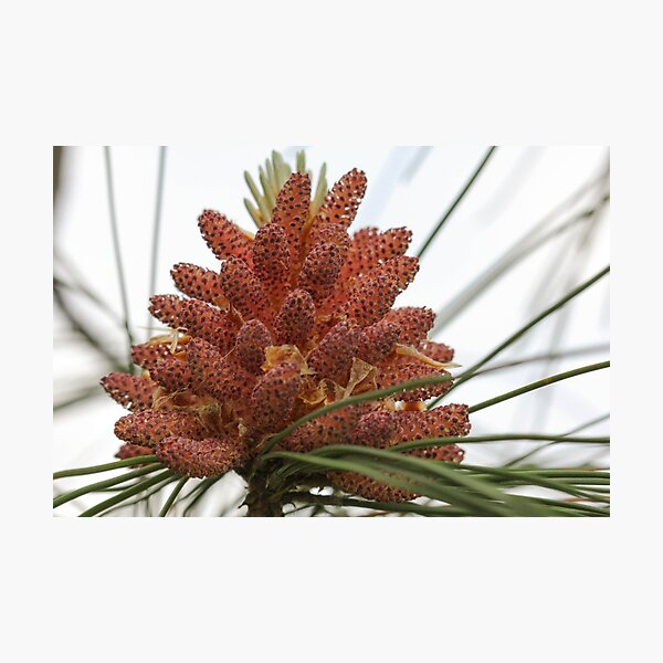 Item preview, Pine Tree Flowering designed and sold by Gary Horner.
