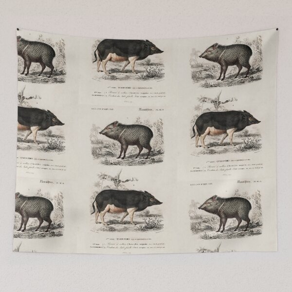 Aperçu de l'œuvre Wild pigs vintage illustration créée et vendue par Vintage Designs +.