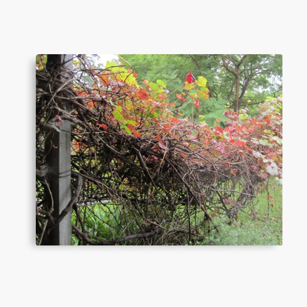 Early morning autumn light. Metal Print