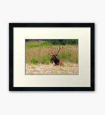 Bull Elk at Rest Framed Print