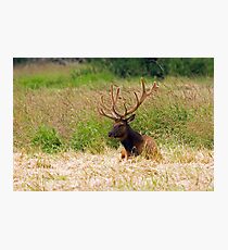 Bull Elk at Rest Photographic Print