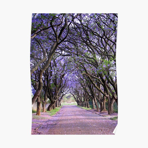 It is purple in Cullinan Poster