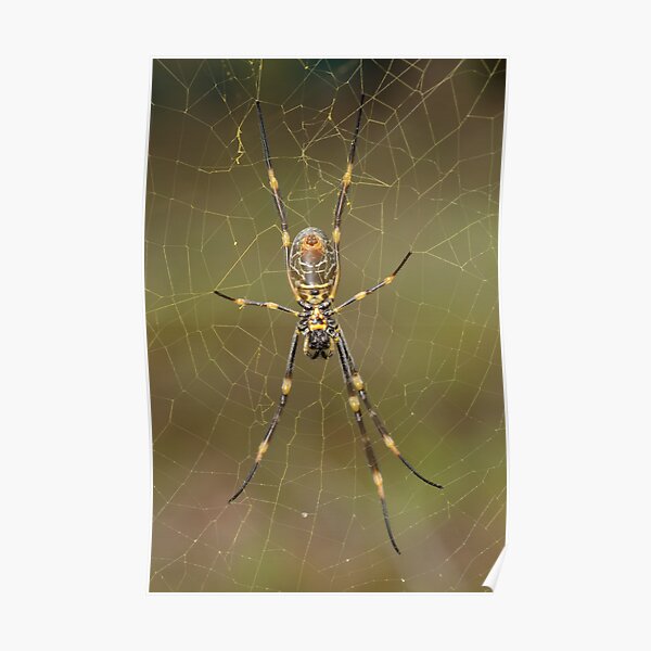 Golden Orb Weaver - Nephila sp. Poster