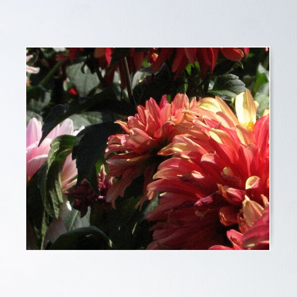 Item preview, Dahlias designed and sold by psphotogallery.