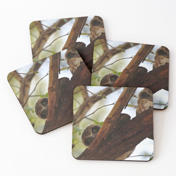 Item preview, A cute pair of Australian Boobook owls designed and sold by Jason Gilbert.