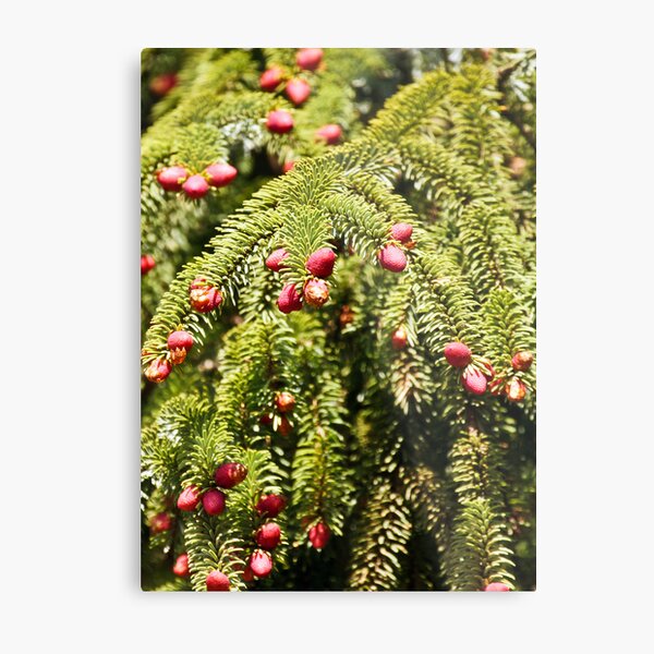 The Forest Blooms Metal Print