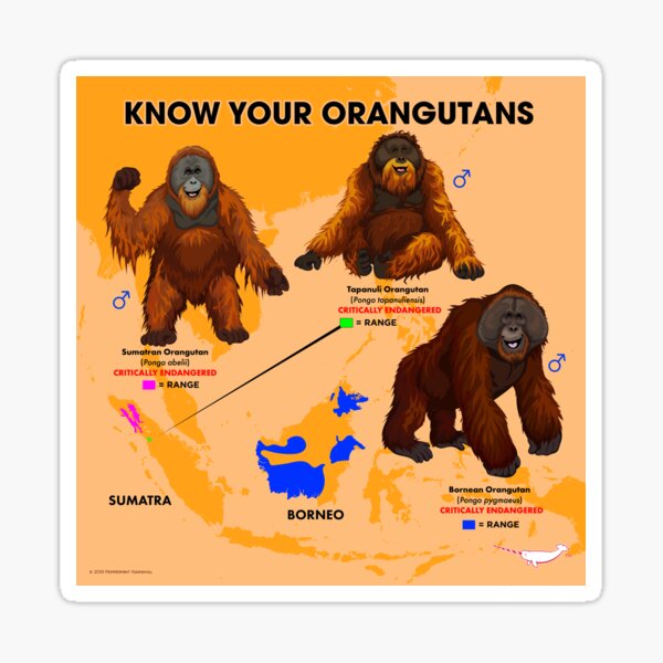 Item preview, Know Your Orangutans designed and sold by Peppermint Narwhal.