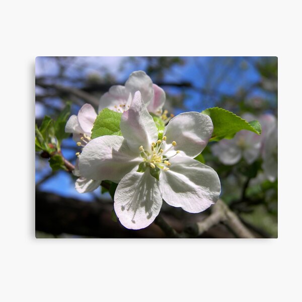 Item preview, Apple Blossoms designed and sold by sermelis.
