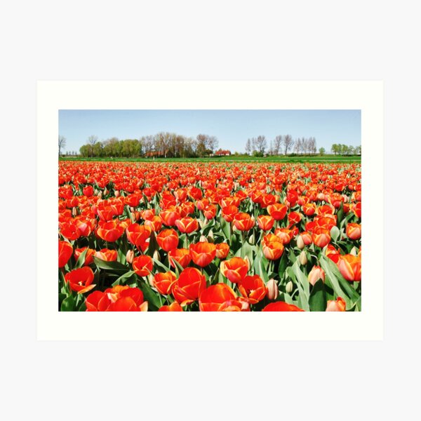 Tulips from Flakkee..... Art Print