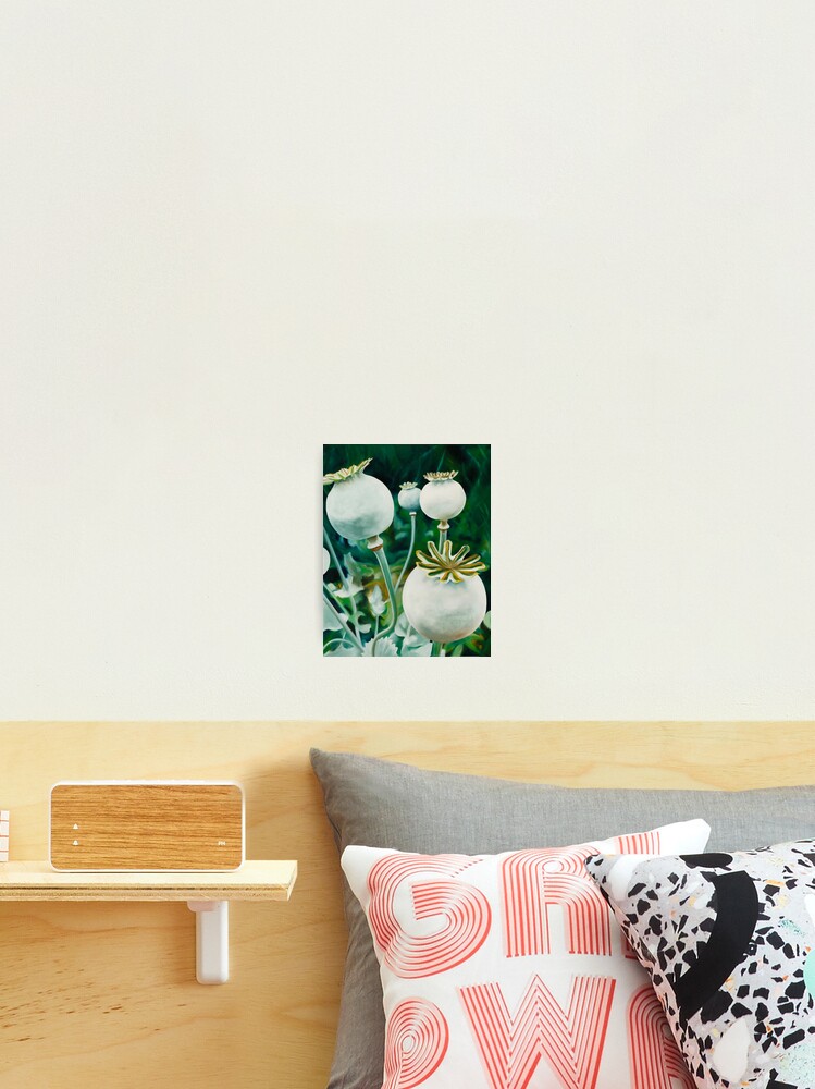 Thumbnail 2 of 3, Photographic Print, Poppy Heads - oil painting of green poppy heads designed and sold by jknowles.