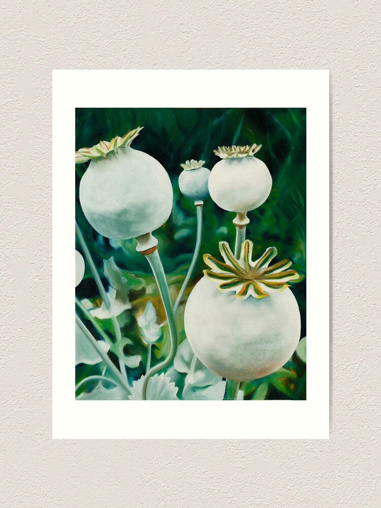 Thumbnail 1 of 3, Art Print, Poppy Heads - oil painting of green poppy heads designed and sold by jknowles.