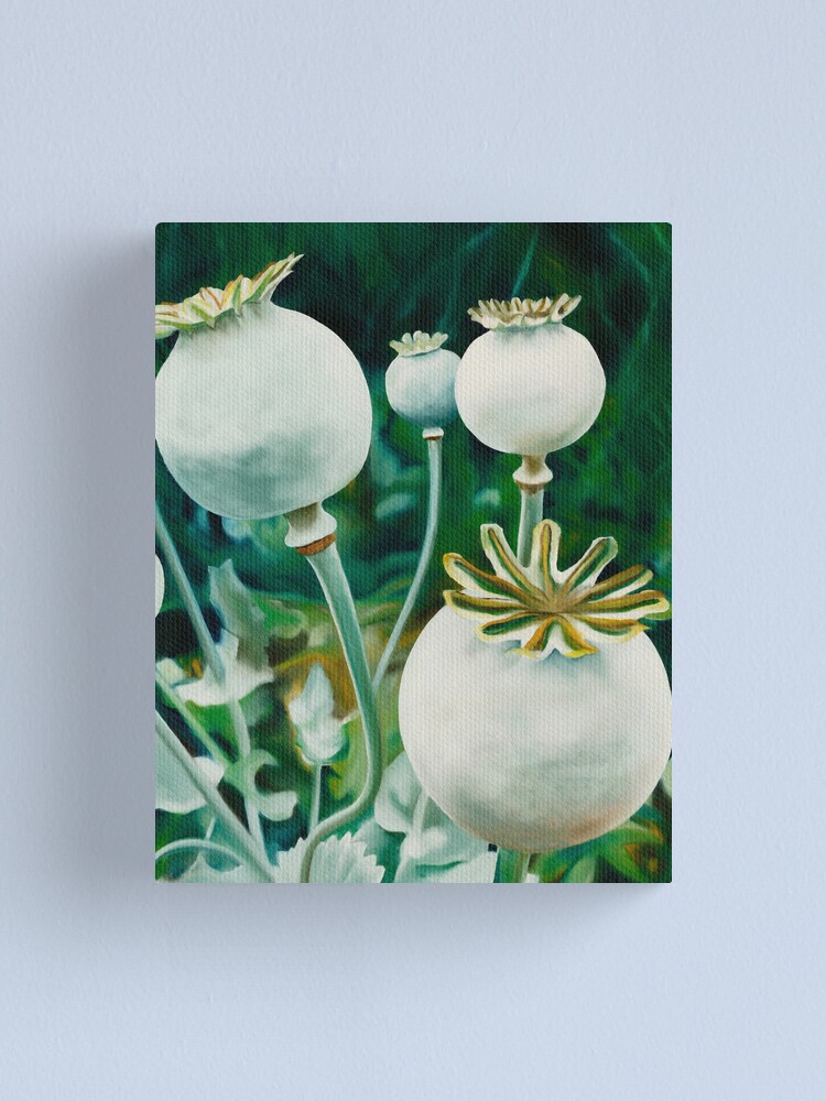 Thumbnail 1 of 3, Canvas Print, Poppy Heads - oil painting of green poppy heads designed and sold by jknowles.