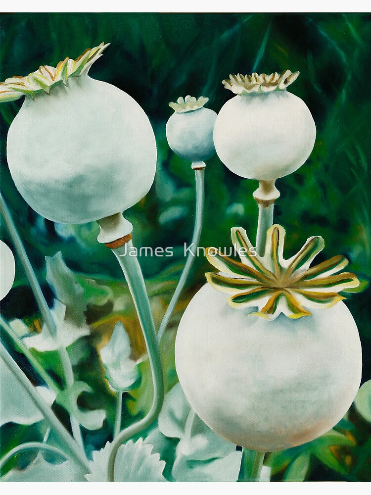 Thumbnail 2 of 2, Greeting Card, Poppy Heads - oil painting of green poppy heads designed and sold by jknowles.