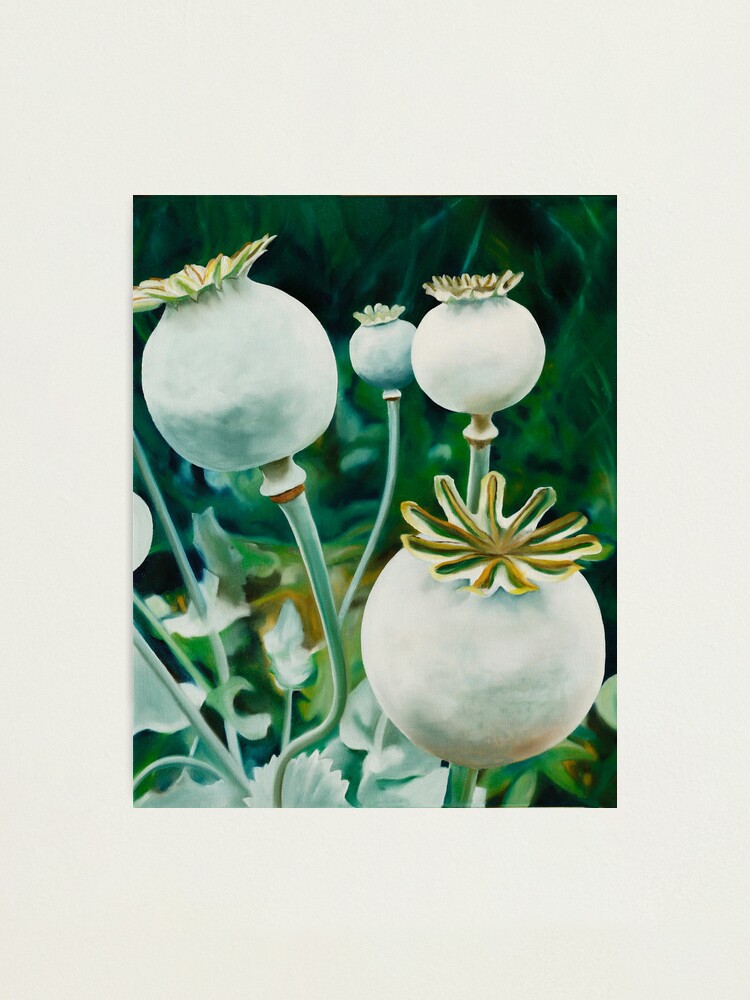 Thumbnail 1 of 3, Photographic Print, Poppy Heads - oil painting of green poppy heads designed and sold by jknowles.