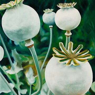 Artwork thumbnail, Poppy Heads - oil painting of green poppy heads by James Knowles