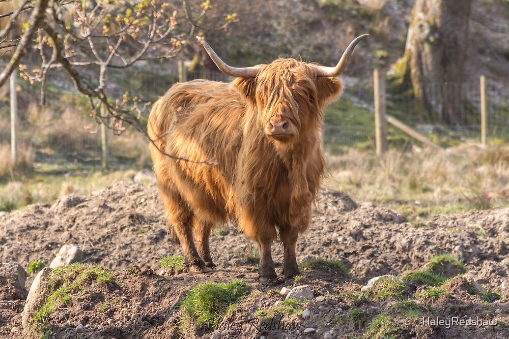 "Massive ginger Scottish Highland cow" by HaleyRedshaw Redbubble