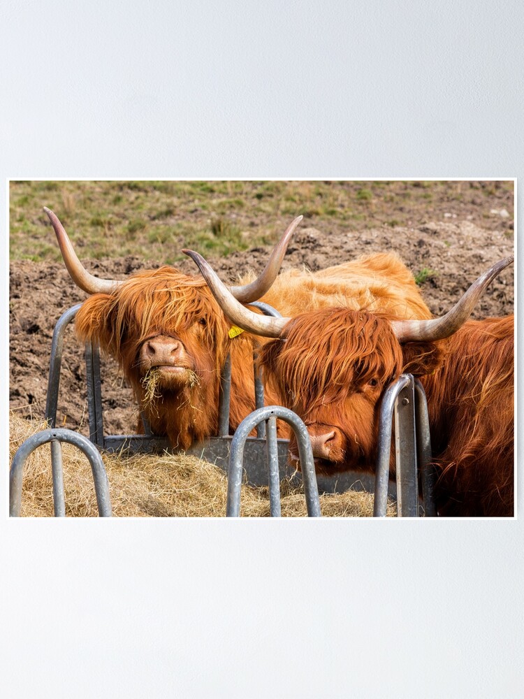 Scottish Highland Cow Wall Art, Canvas Prints, Framed Prints, Wall Peels