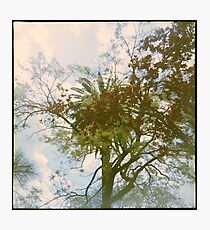 The City of Trees Photographic Print