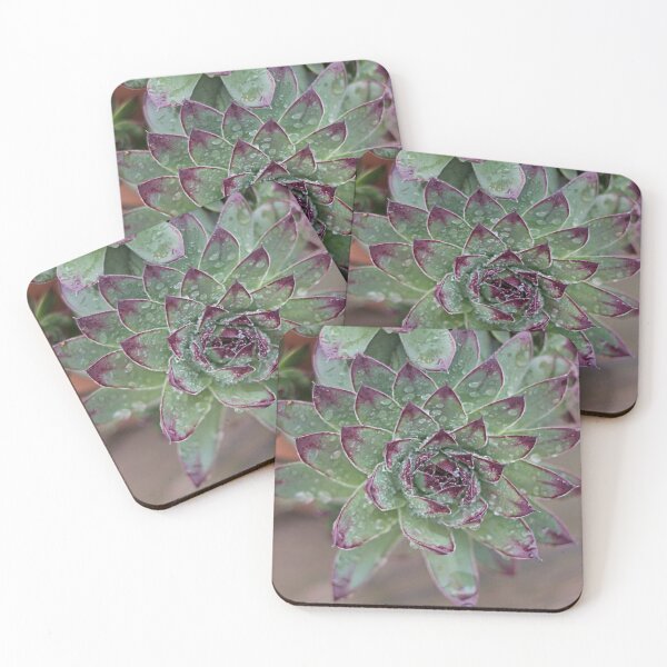 Item preview, Succulents designed and sold by bwatkinsphoto.
