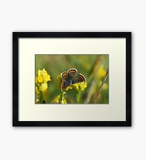 Brown Argus Framed Print