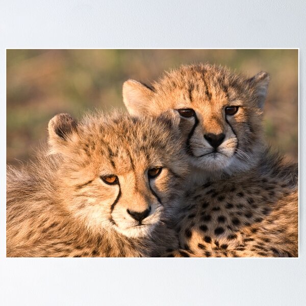 Item preview, Sibling Comfort designed and sold by Michael Moss Photography.