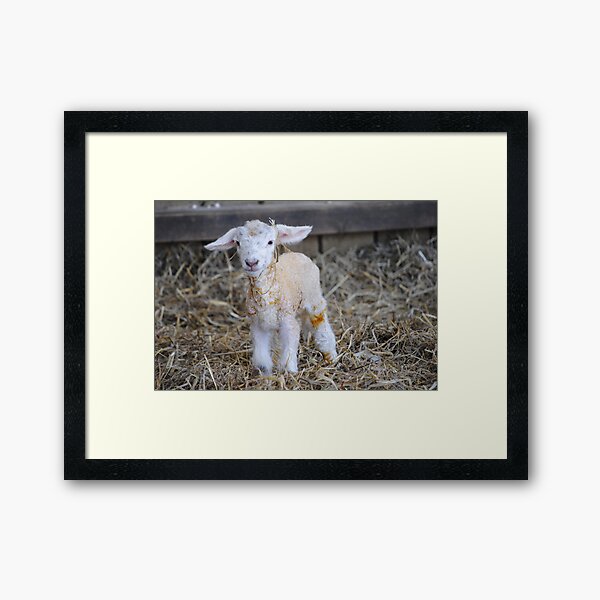 Item preview, New Born Lamb designed and sold by BeckyMP.
