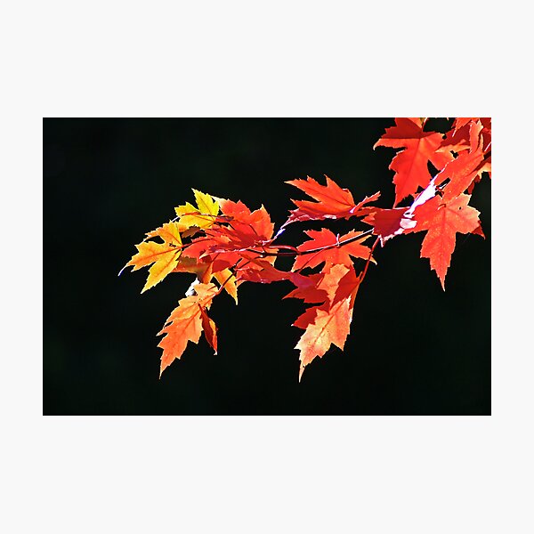 Autumn Photographic Print